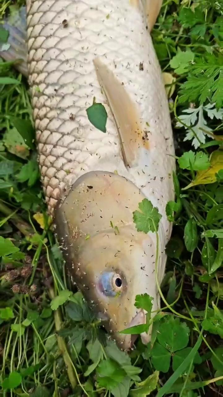 带什么娘娘？带。