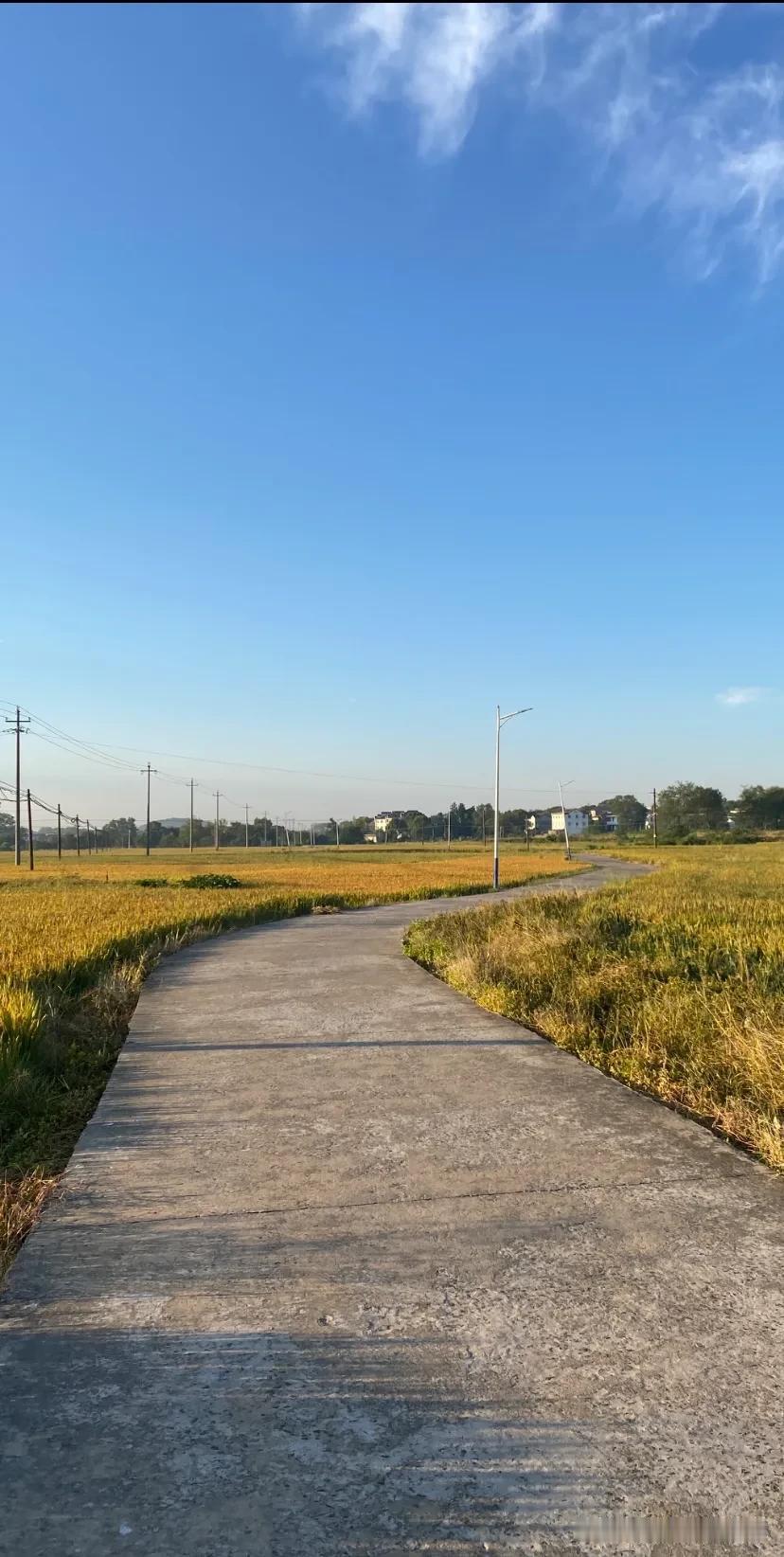 迎着朝阳
漫步于田间
金黄的稻田
在微风中摇曳
一片丰收的景象
此时的心情就两字