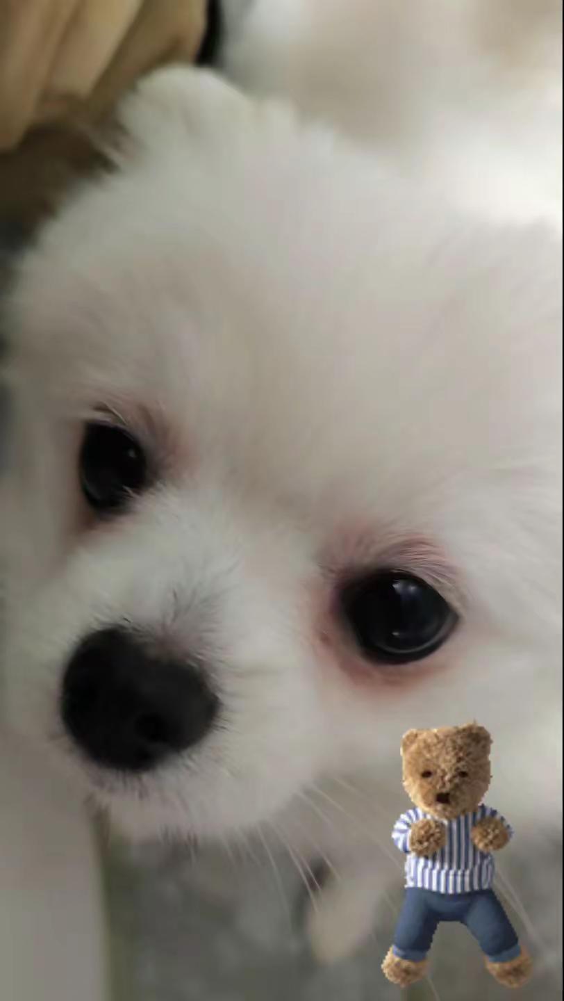 给我站住，不点赞不准走。给我站住，不点赞不准走。