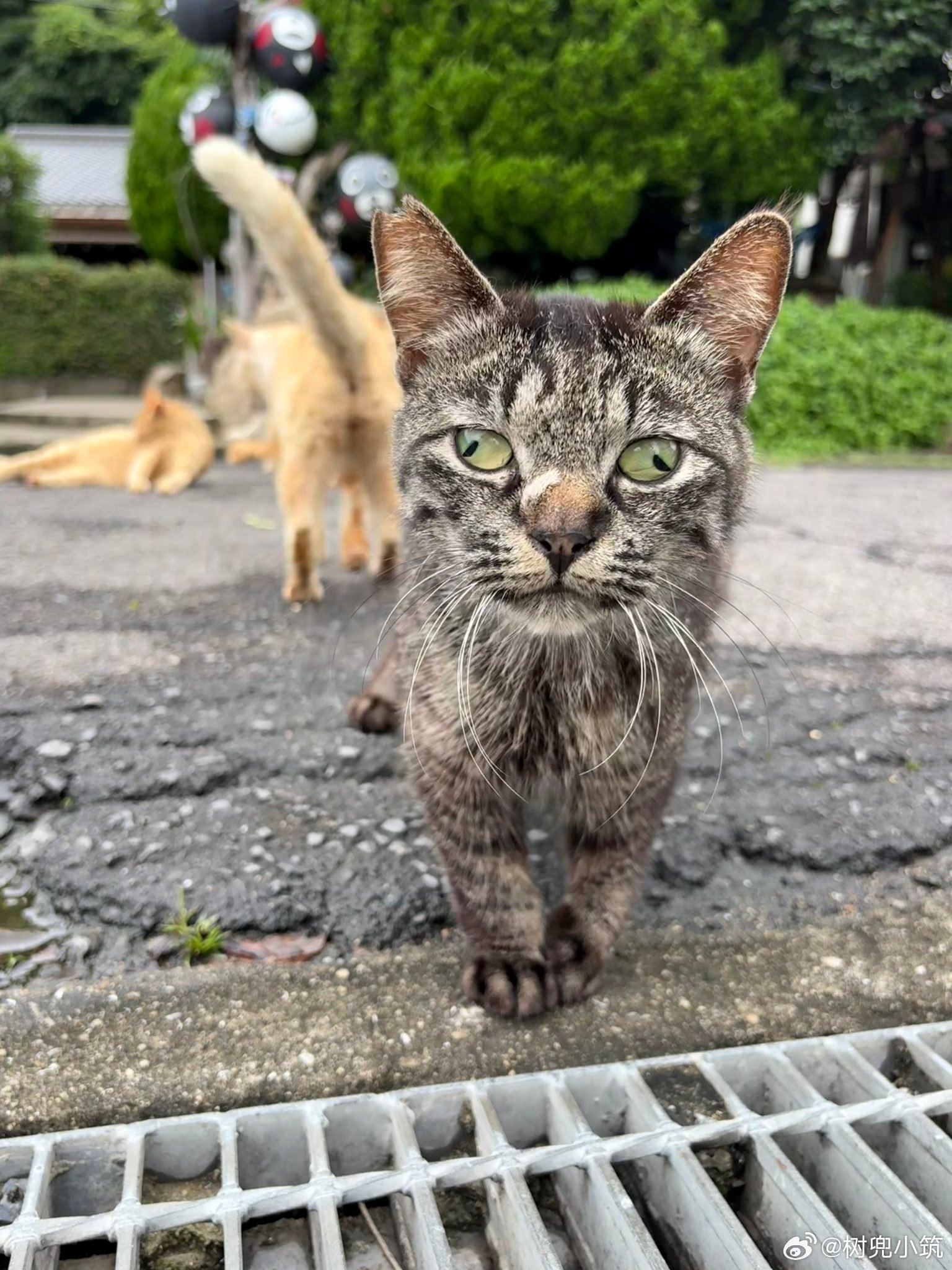 斜视猫猫，这还能好好看清楚吗？ 