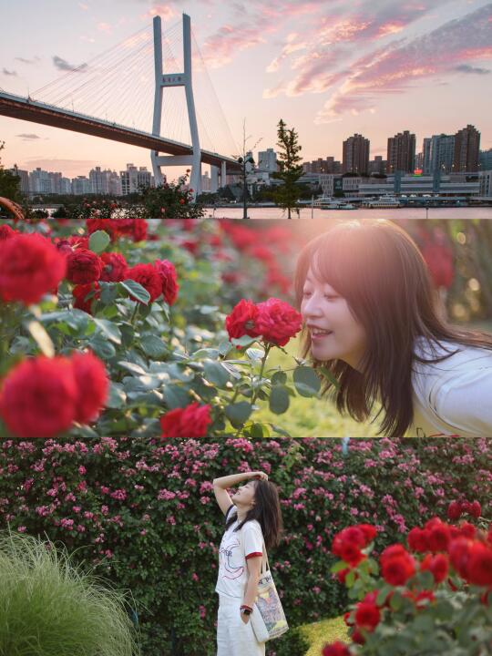 🎡南浦大桥下 花都开好啦～