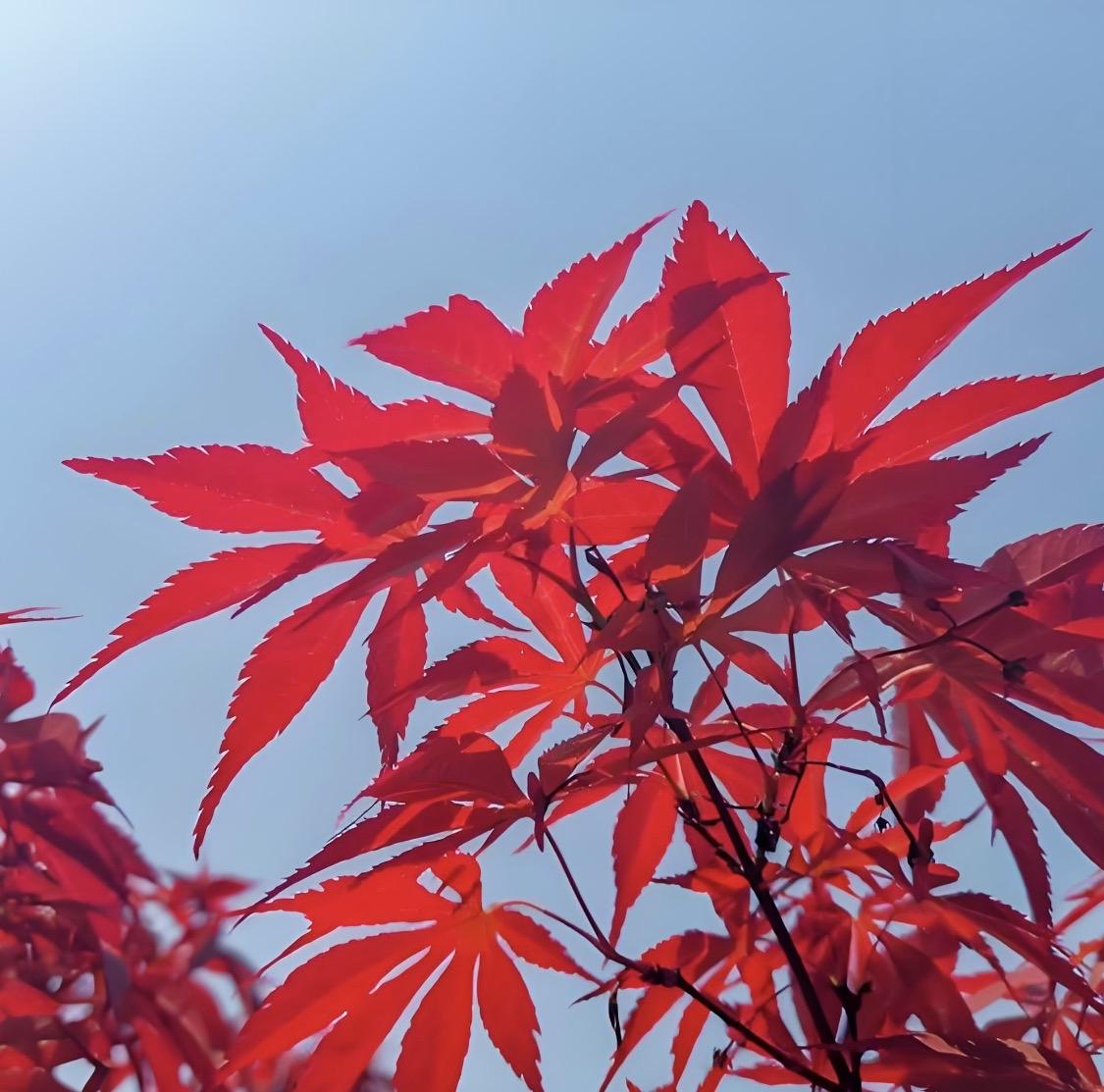 看到“芦花飞雪一江秋”这个下联，我对上联“霜叶落霞三山暖”，霜叶、落霞，画面感十
