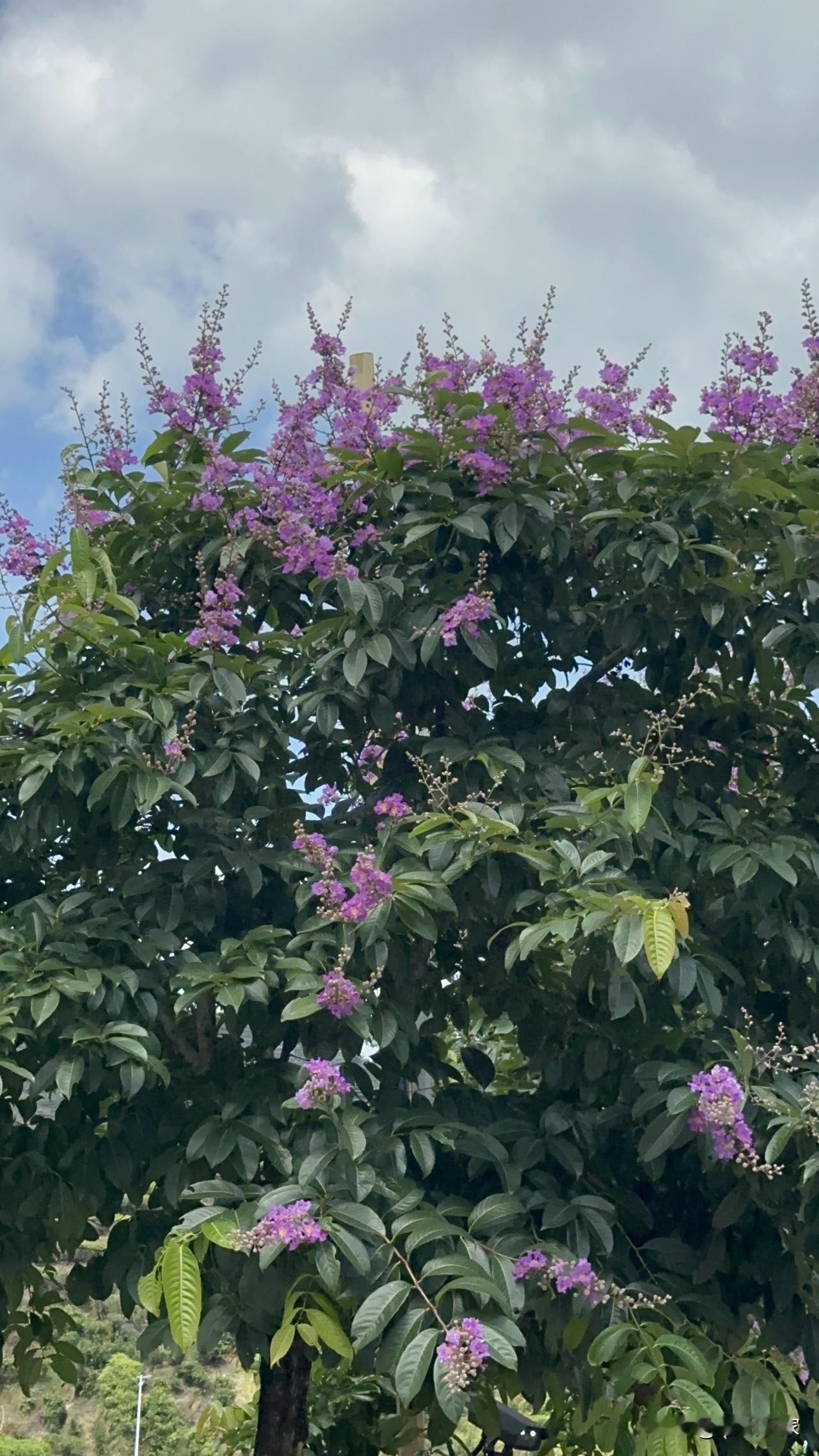 ，什么花都行