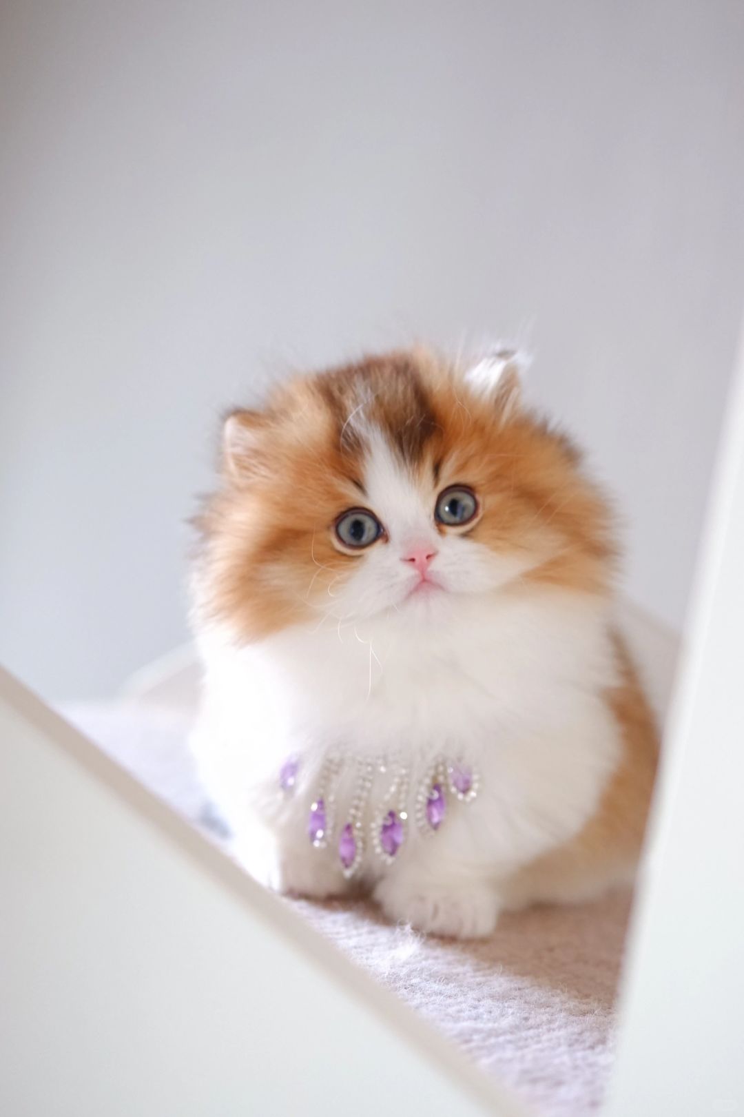 画了卧蚕的小猫咪 金白米努特矮脚猫