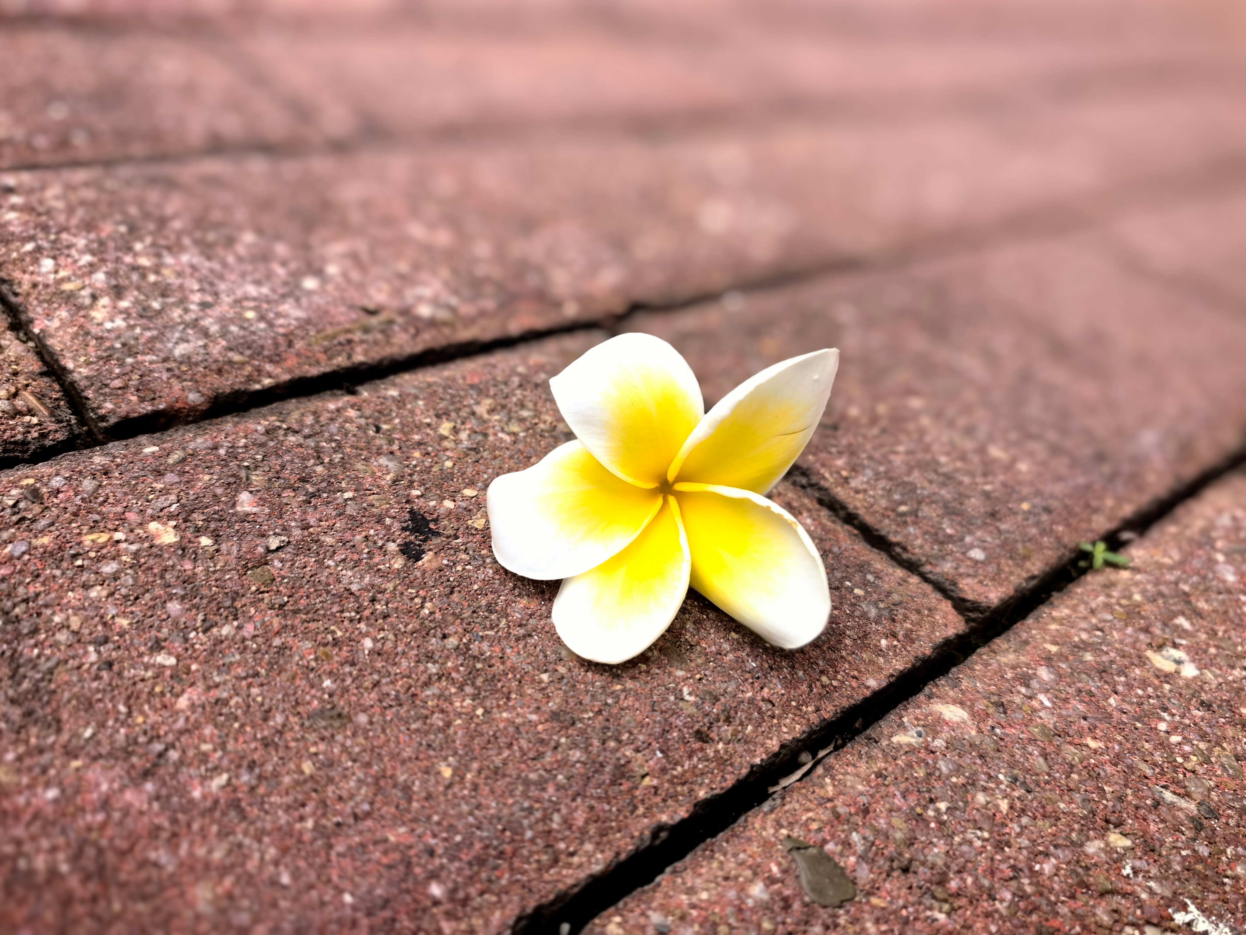 抱朴正确看待命运、踏踏实实做事(一)韧性是个好东西，可惜很多人没有。然而，真正的