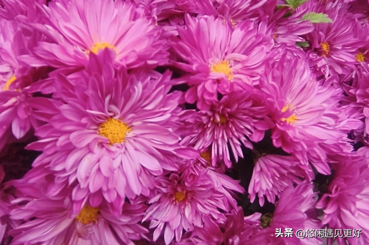 她俩我都喜欢，非要分个更喜欢谁，那我喜欢孙颖莎，因为她是河北人，王曼昱是东北人！