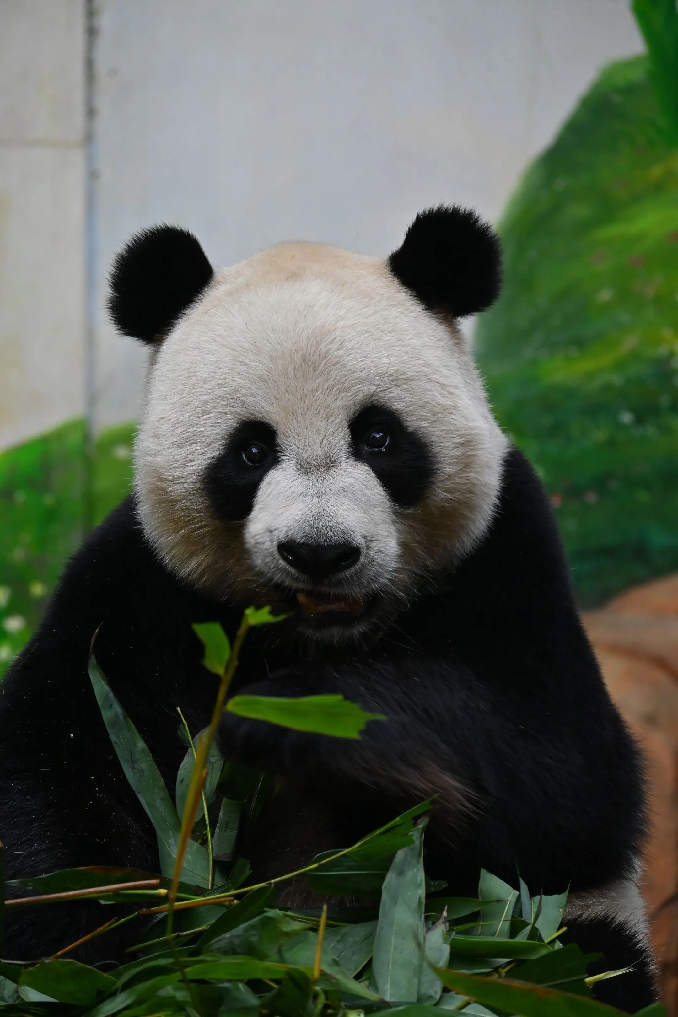 让帅帅代言美瞳，一定卖断货！