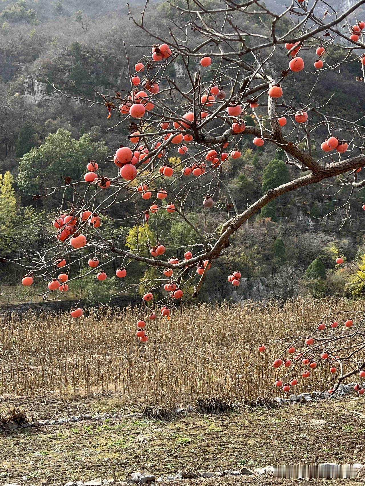 🌹🍵🌹好友互动：续添《母子盼缘》第四句：

抱着娃娃心里烦，
日子虽甜少个