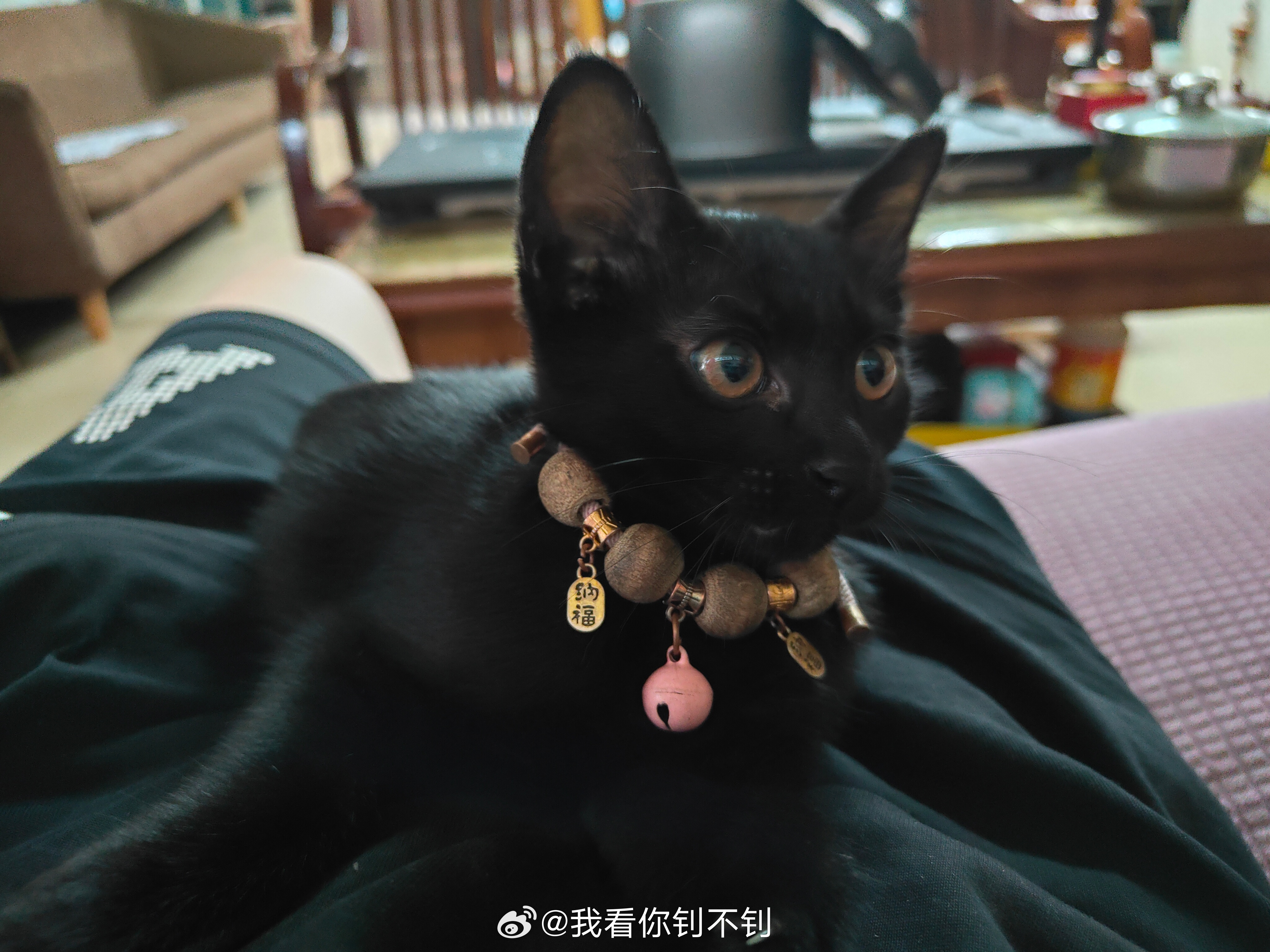 给大家看看我家的小黑猫，它叫钊钊。 