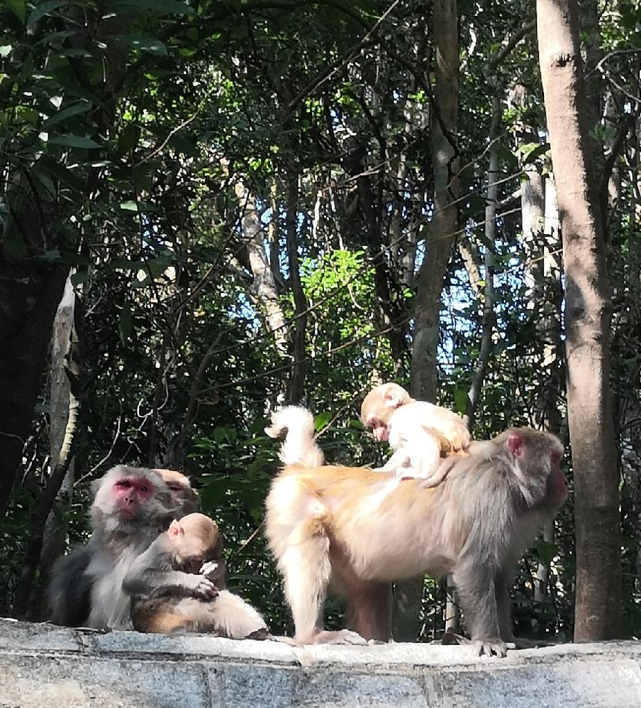 晨光把森林的雾气揉成细碎的金箔。猴王与几猴儿靠在一起互相抓挠毛发，小猴们则围着母