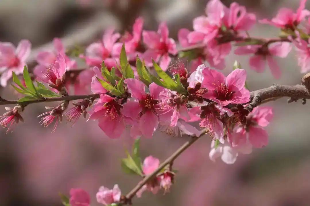 文笔续写
原上联
籁籁寒风摇竹影
续写下联
轻轻春风摆桃红
[给力][给力][呲