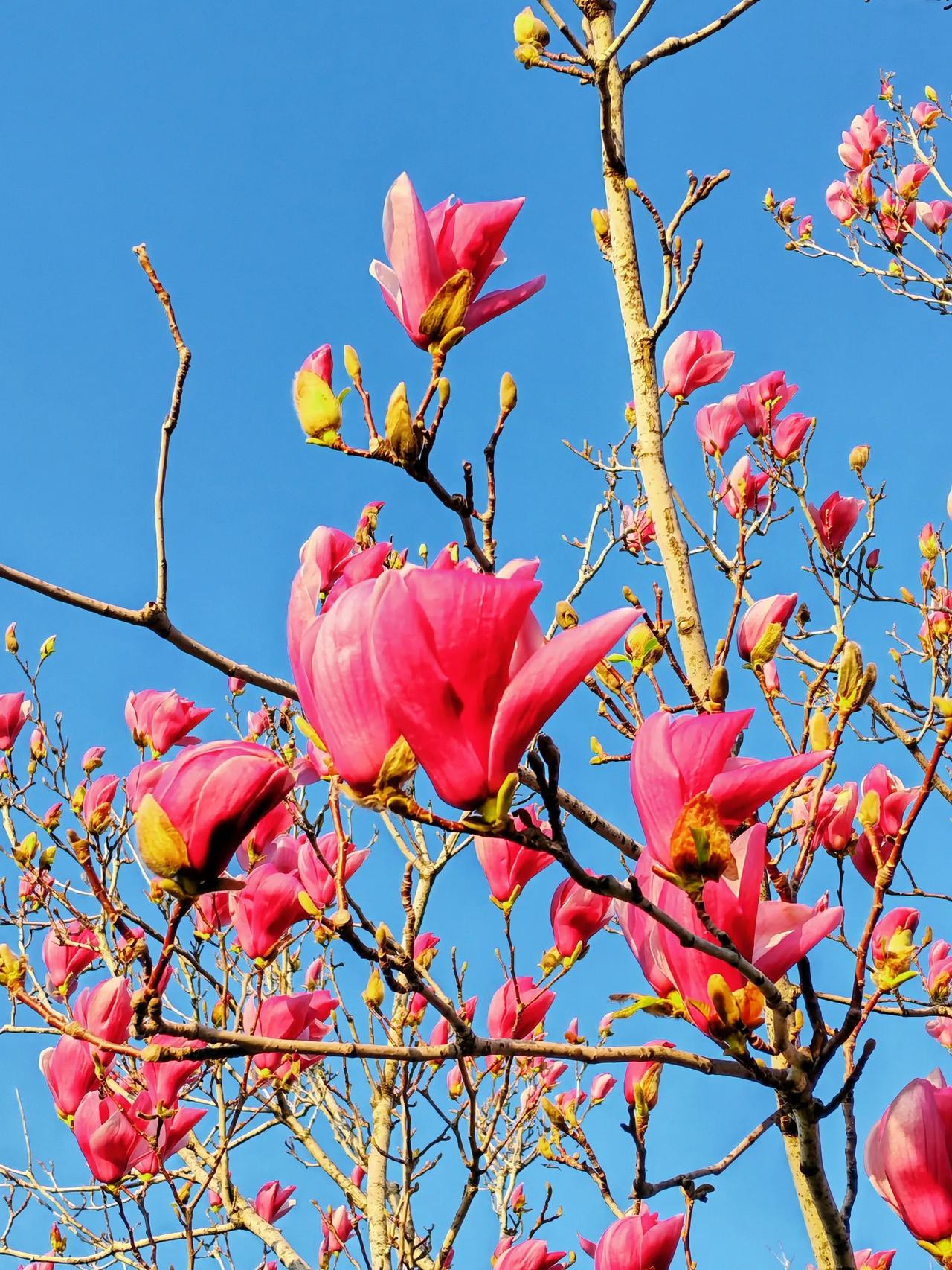 玉兰花开～