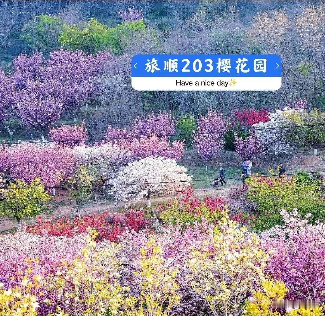 大连的赏花季非常丰富，不同花卉的花期跨度很大。根据目前的花期情报，主要赏花景点的