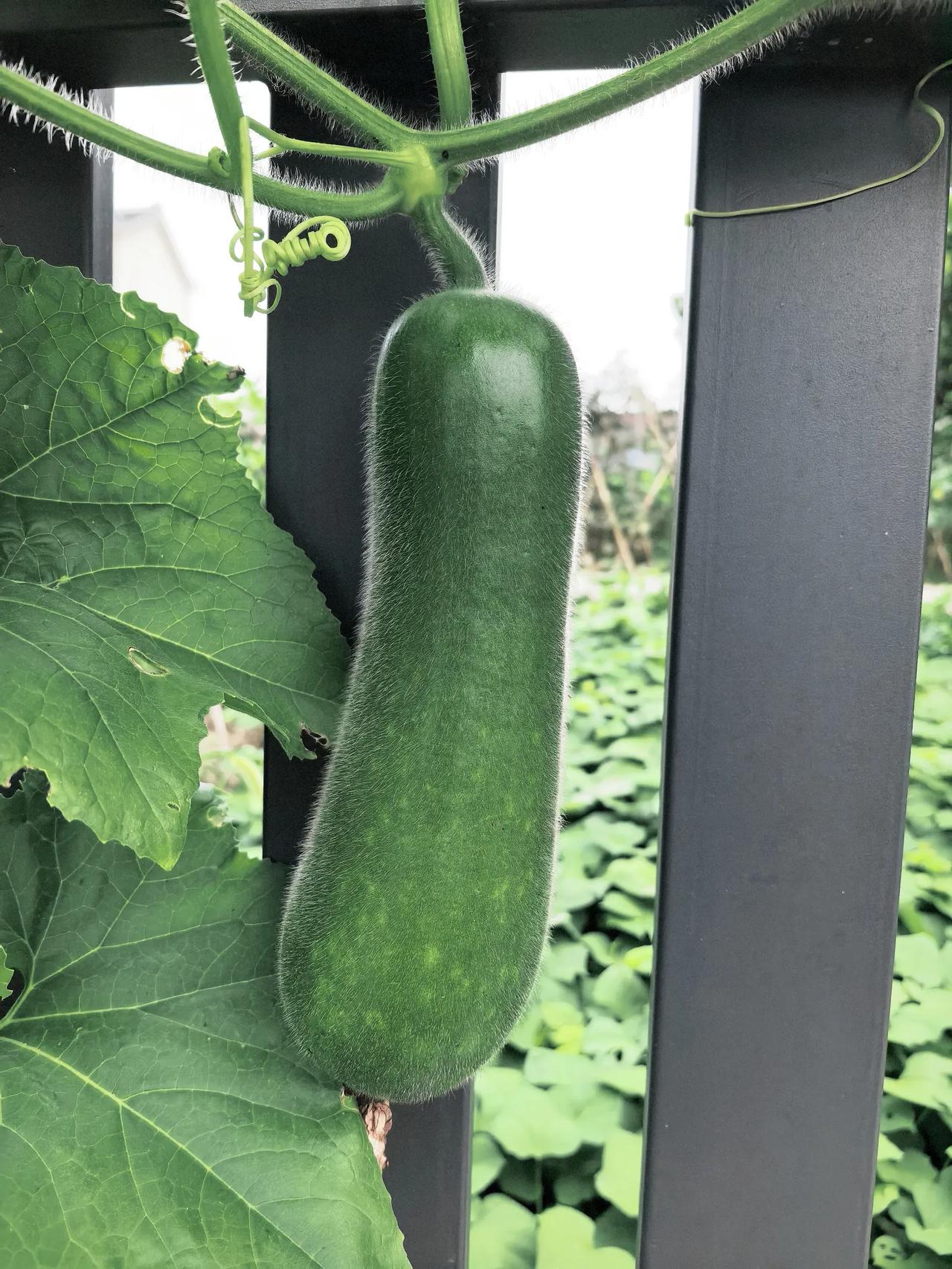 你花几十块买营养液、买有机肥的时候，知不知道自己在干一件天底下最离谱的事？
你一