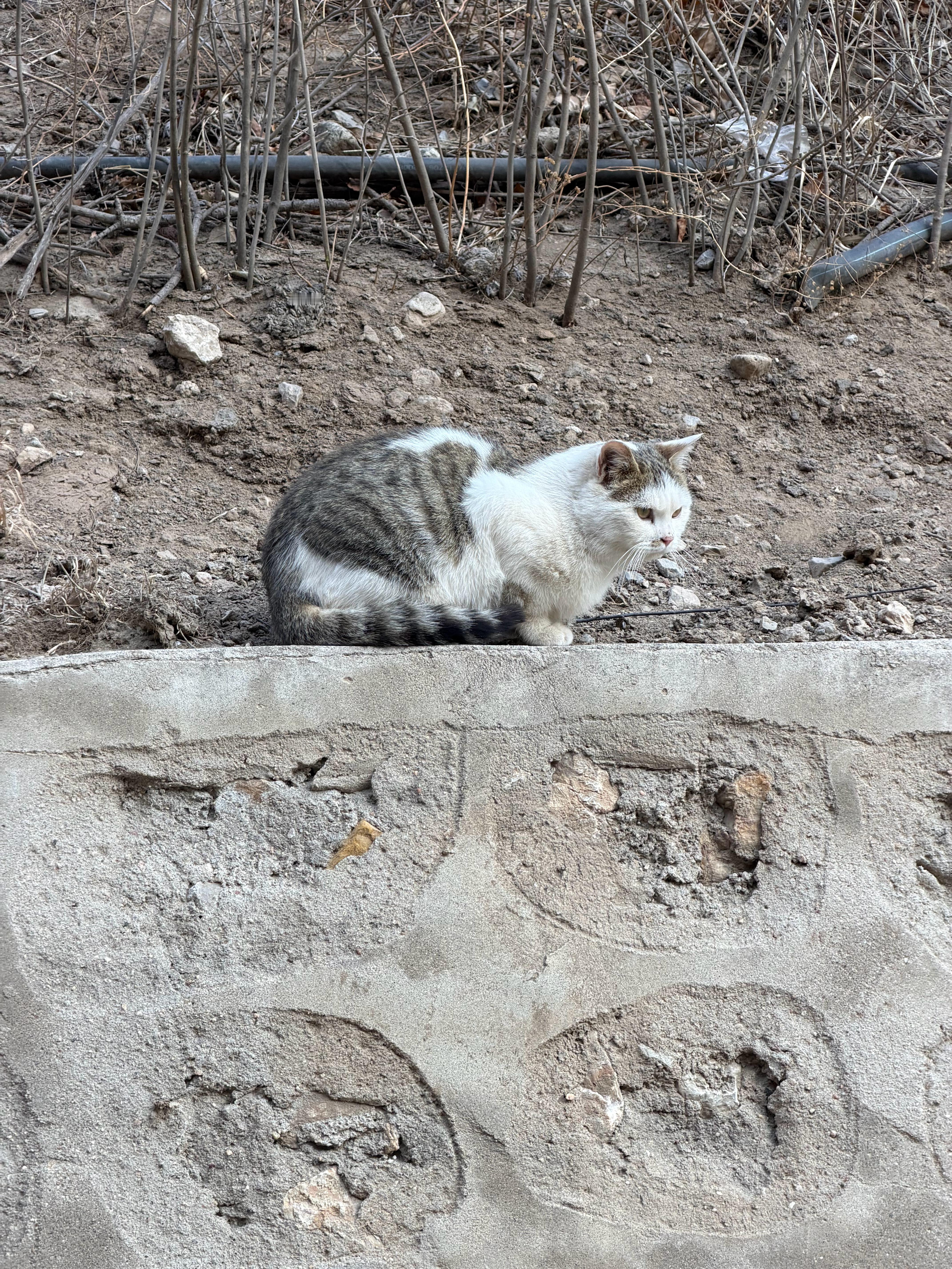 好多野猫这里就证明一一句话，会哭的孩子有奶喝。让人撸的猫有饭吃 大同·悬空寺