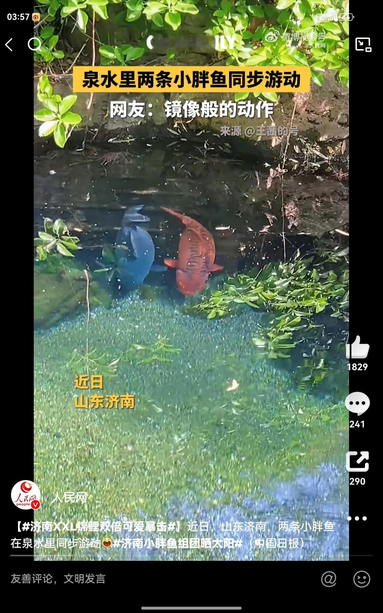 近日，山东济南，泉水里两条小胖鱼同步游动，煞是可爱。
看看济南的锦鲤有多胖，就知