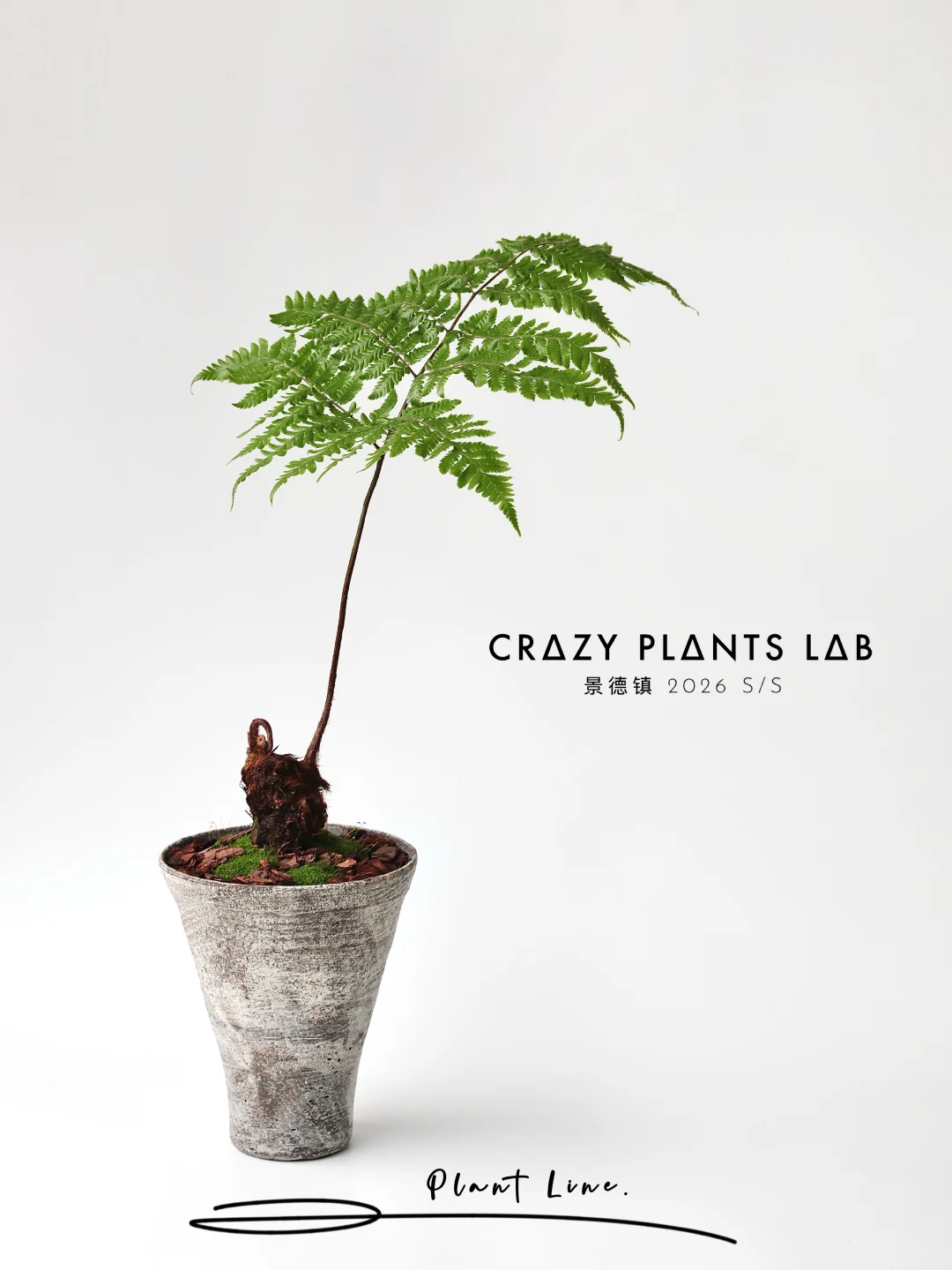 Plant line | 关于器物之美，内敛，原始。