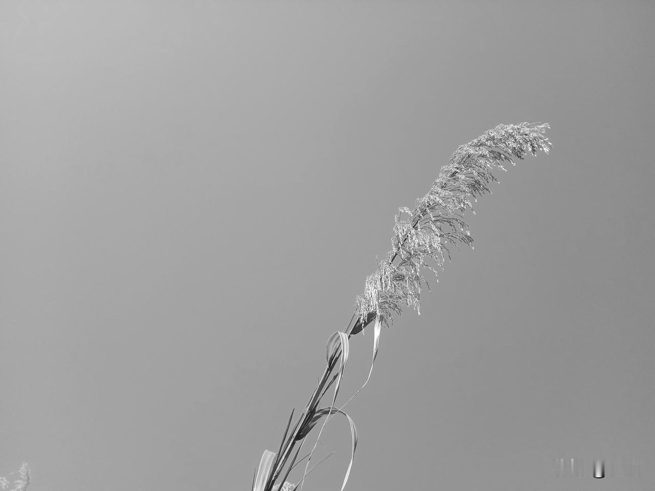 飞车死人，年猪宴，变成鬼门宴。醉乎乎，乐乎乎。肉香香，心儿乐，酒醉不当事，骑上摩