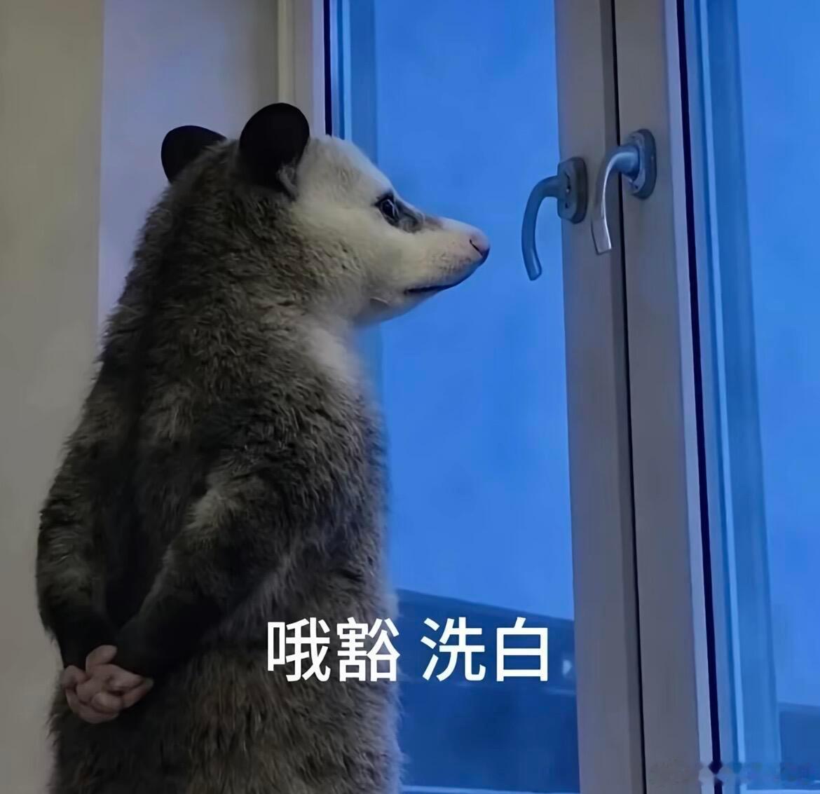 川渝版太好笑了喂看不懂的可以找落落翻译