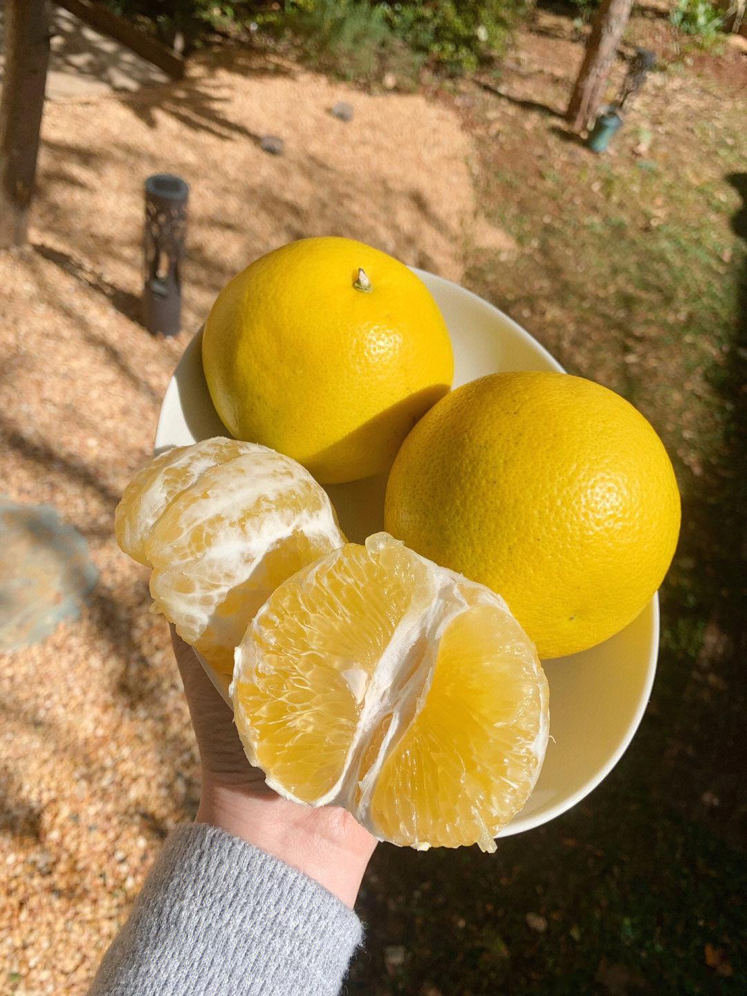 “秋冬吃柚，赛过吃肉”，秋冬可谓是吃柚的大好时节，特别是空调房暖气间，燥热的时候