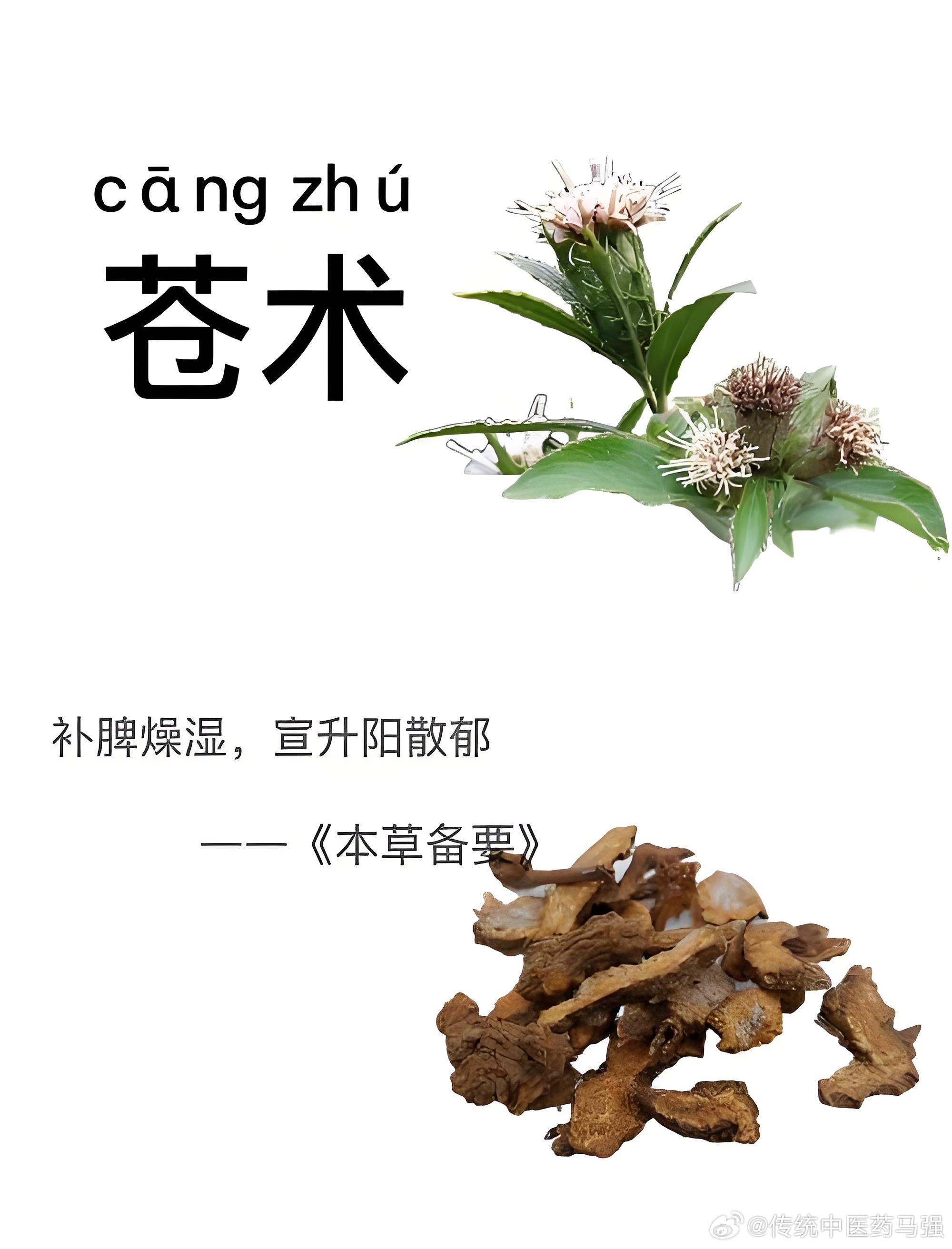 苍术妙用：从祛湿到解郁的多元功效探索在化解湿浊、疏解郁结时，苍术是常用的中药材。