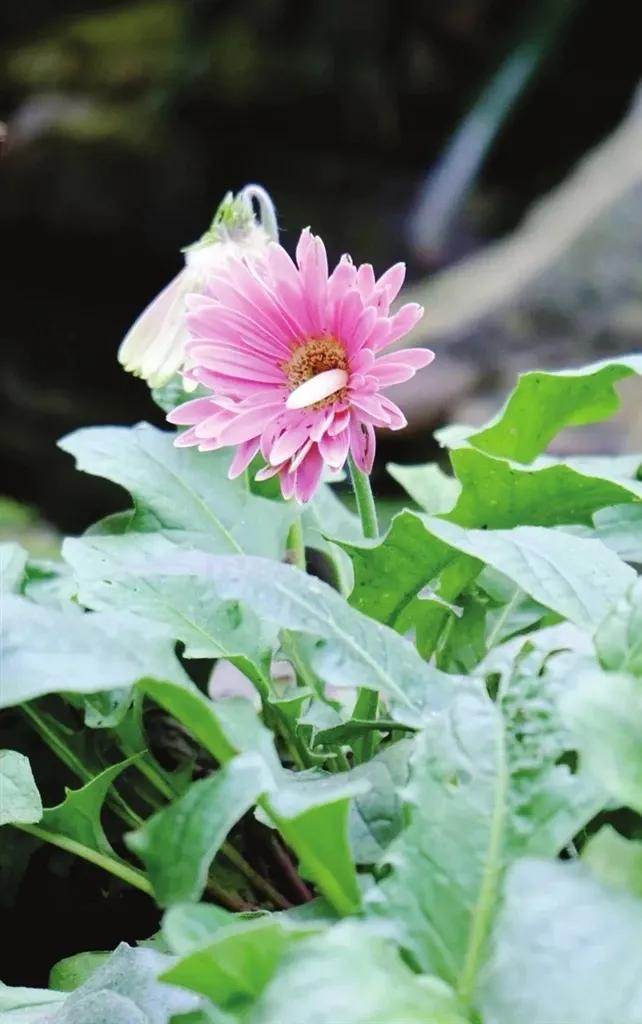 从山西太原植物园传来好消息：在寒冷的冬季，非洲菊来到了太原，安家在植物园。据了解