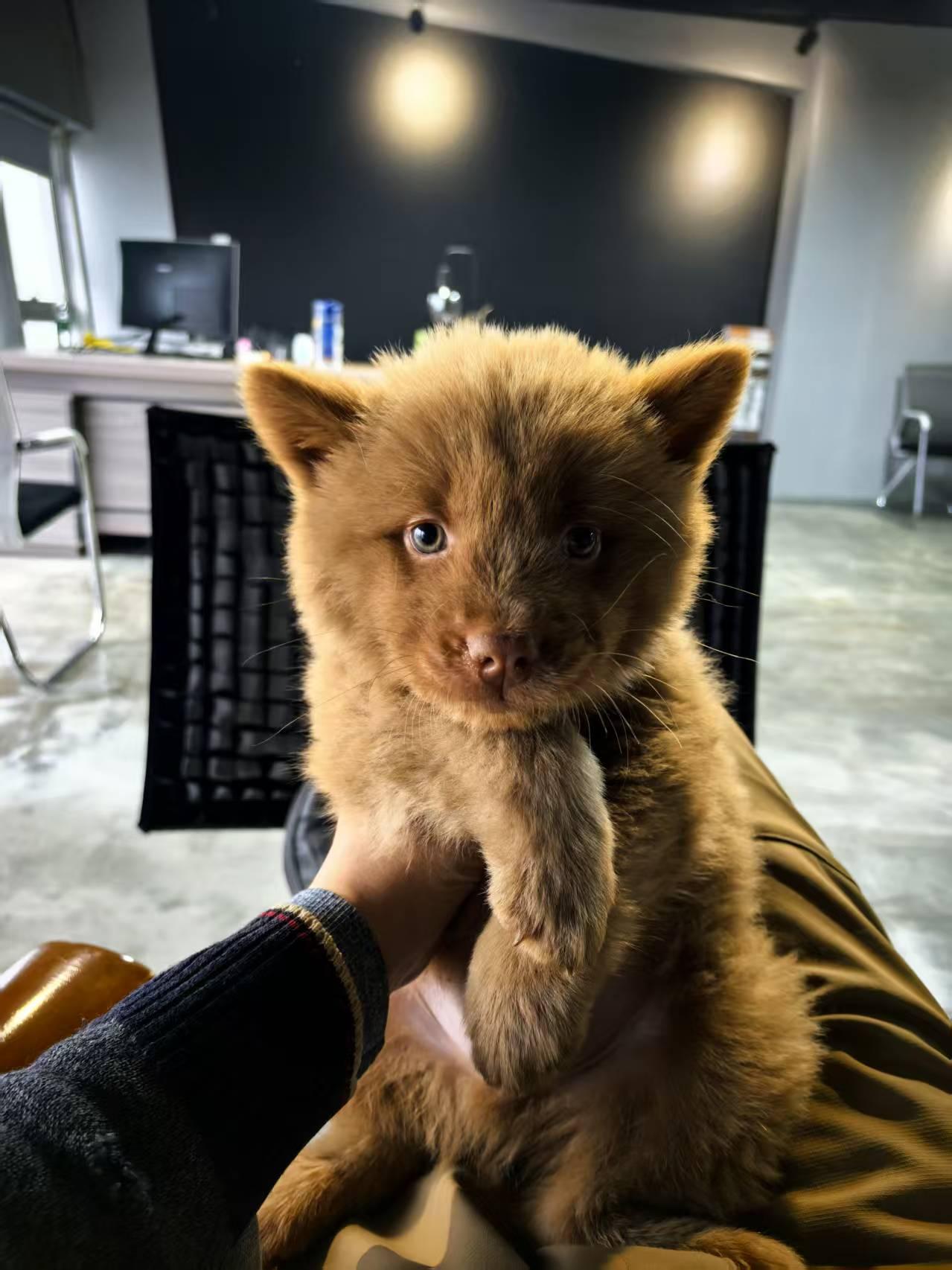 我找了条小狗，让它在我写稿子的时候陪我。
大家看可爱不，准备后面录视频的时候也让