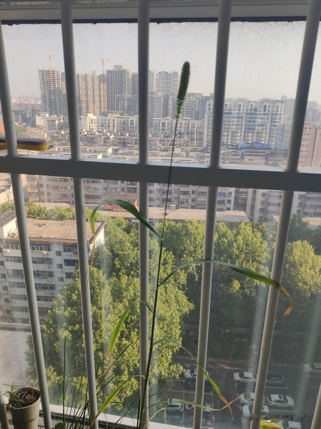 今年春天的时候，小孩儿从外面回来的时候，拿笼子掂回来了两只小鸟儿，说是在鸟市上买