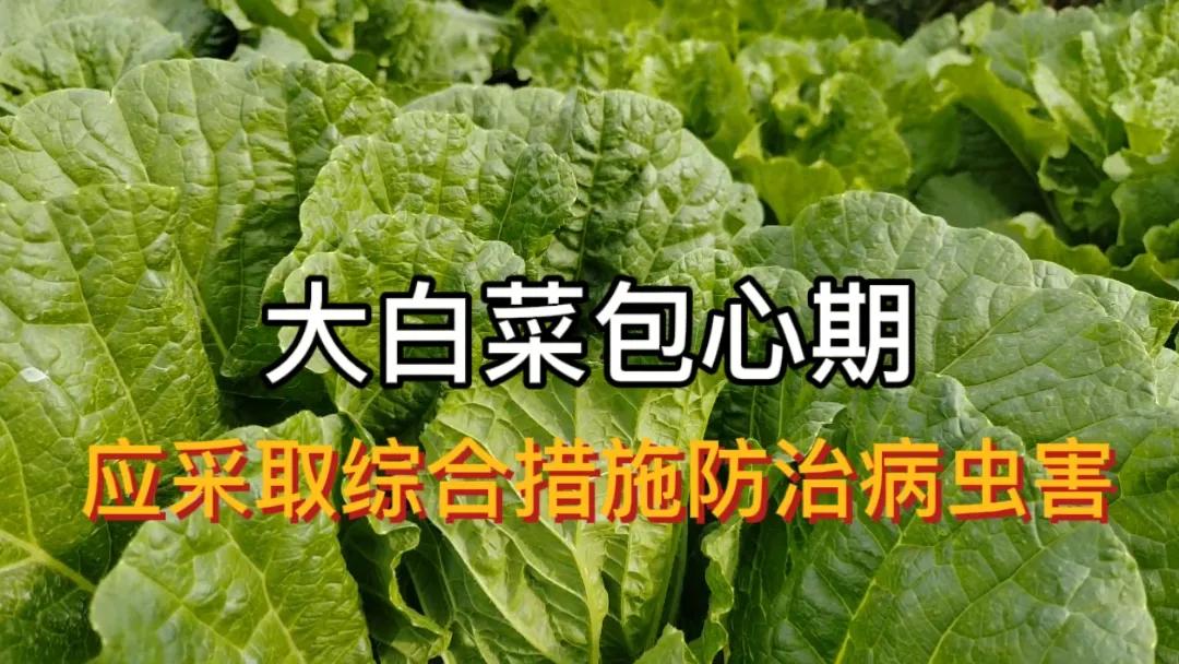 #大白菜应怎么防治病虫害呢?#采取综合措施防治大白菜病虫害！
大白菜即将进入包心