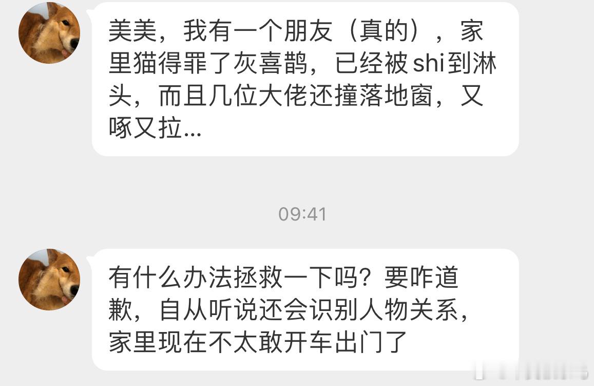 家里的猫得罪了灰喜鹊🙊小天才们倒是给出出主意，怎么道歉比较合适！ ​​​