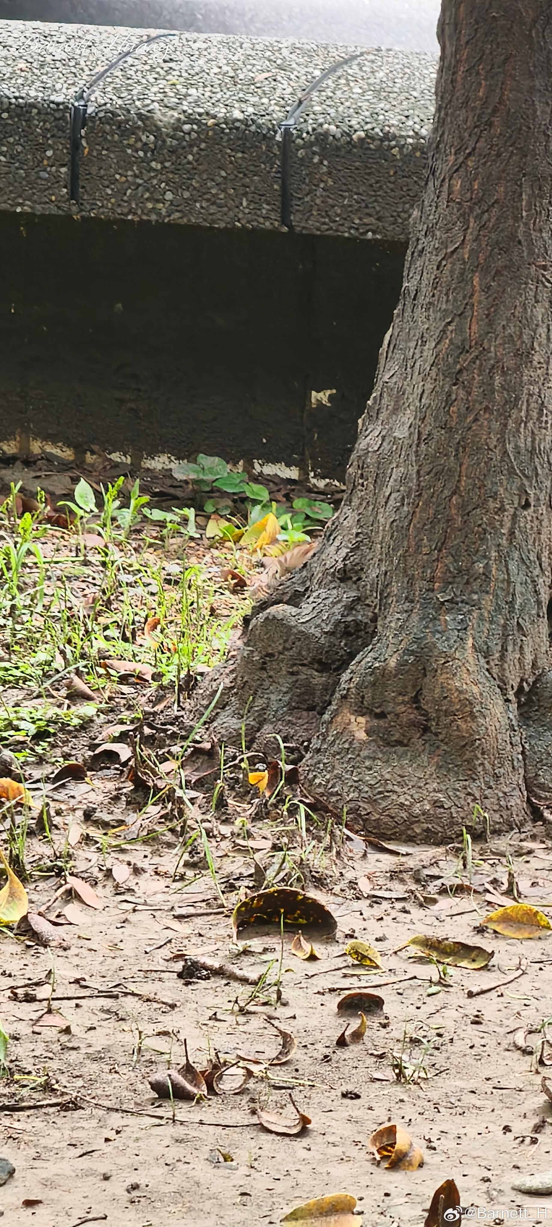 20260629，早安Passer montanus 麻雀一隻，在樹根部附近，展
