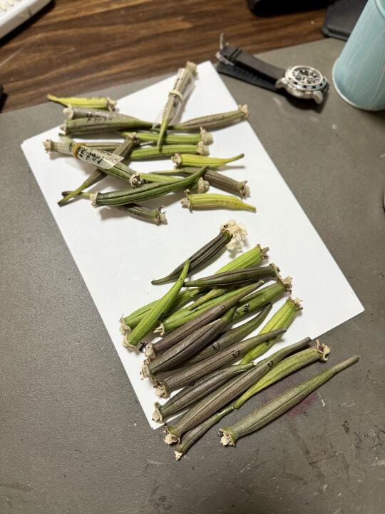 蝴蝶兰果荚