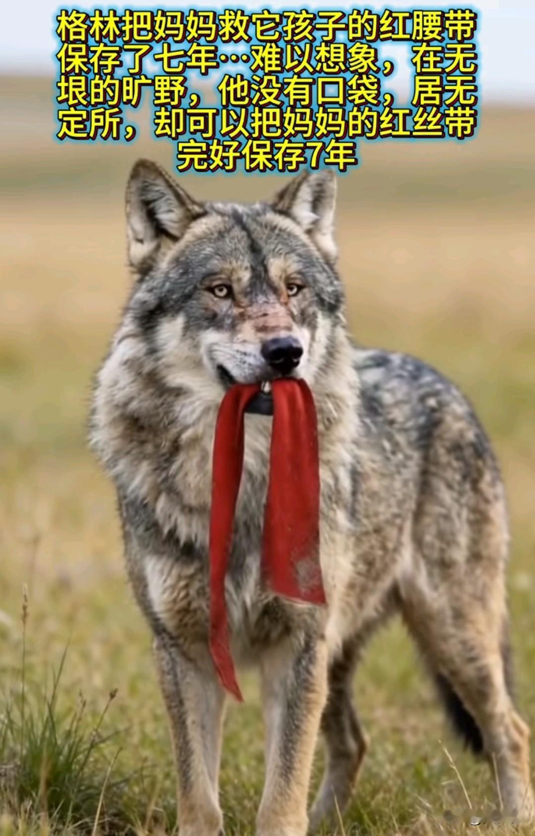 跨越七年的红丝带！在若尔盖草原的风里，这抹红飘了七年。
 
当年，成都女孩李微漪