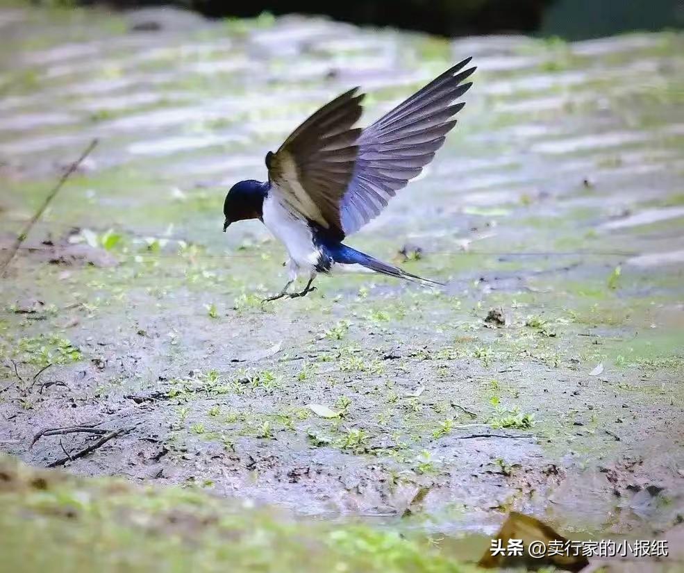 第一次意识到，燕子是没有国籍的。小时候以为燕子是我们中国的，南飞是往中国南方飞，