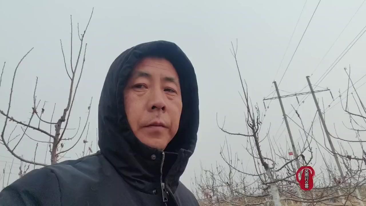 大樱桃种植，根系选择比品种更关键。很多人只注重品种挑选，却忽略了根系的重要性，其