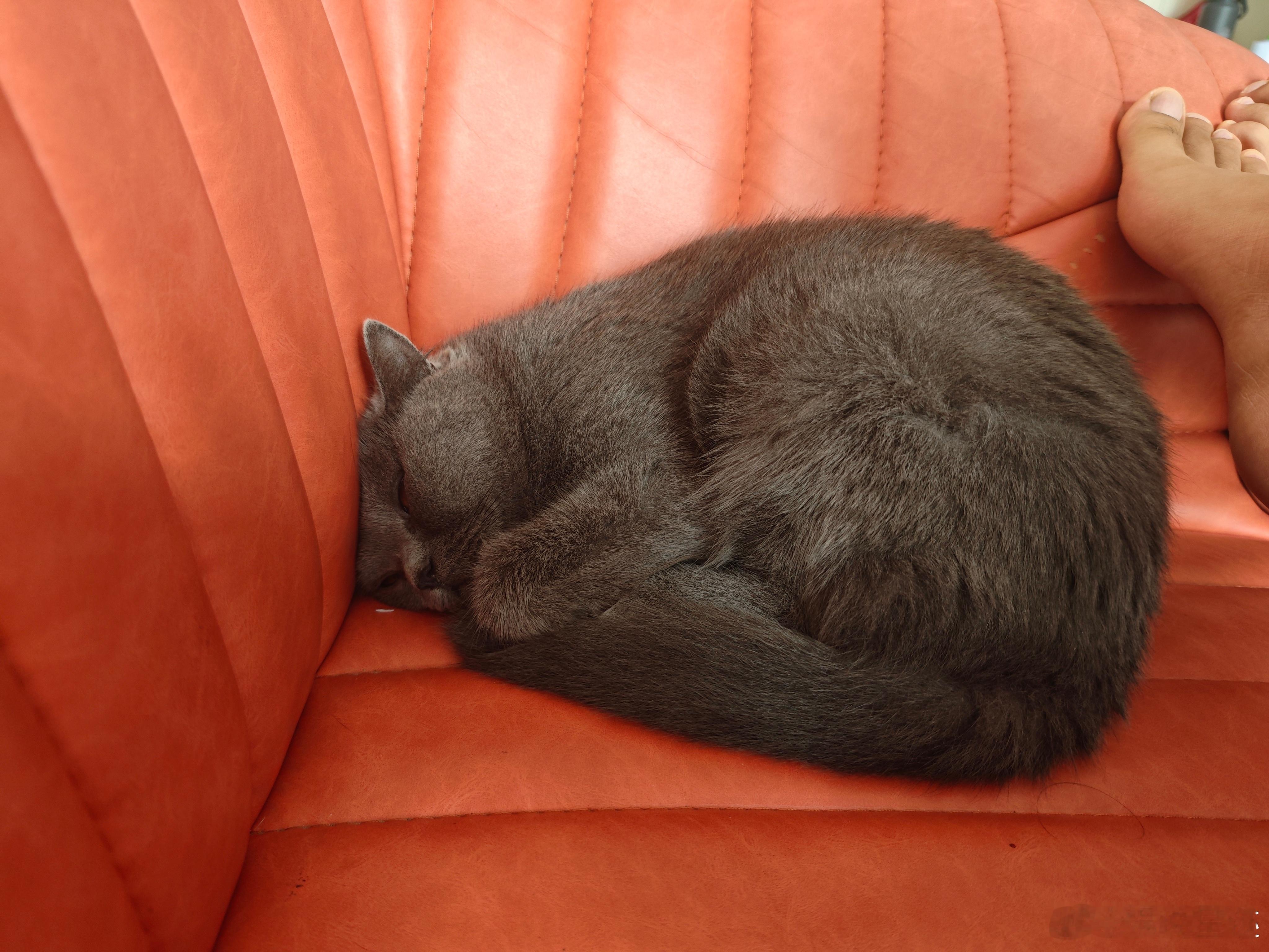 猫咪为啥整天鬼迷日眼的？ ​​​