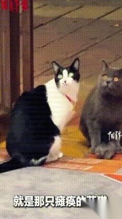 广东惠州，宋女士指着自家奶牛猫的鼻子一顿大吼，紧接着转过身，对面前那个牵狗的女人