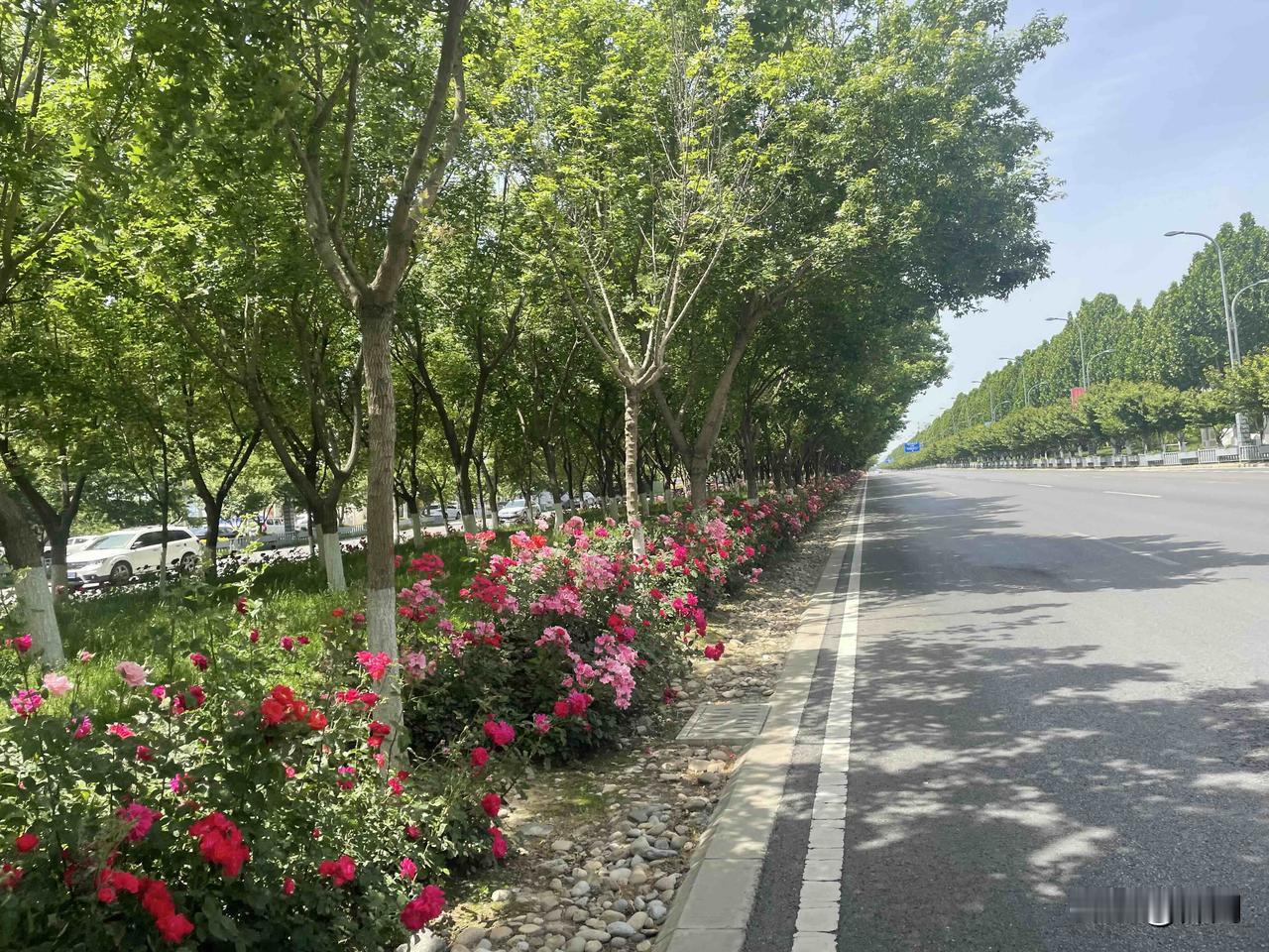 【七律•五月清和多落花】
五月清和多落花，蔷薇几许顺栏爬。
白云漫度枝头燕，碧草