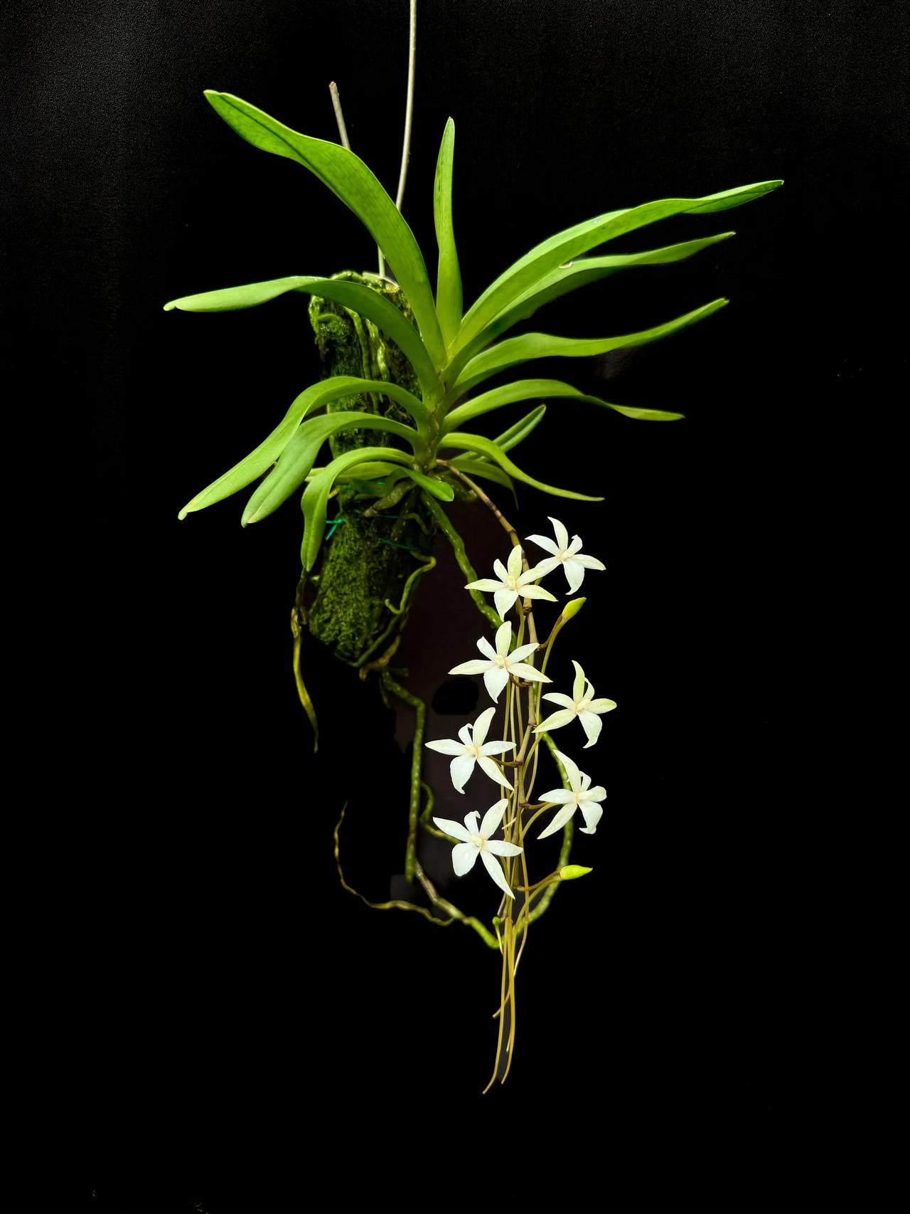 花朵像一个个精灵，Aerangis（气生兰属）与Ypsilopus（津巴布韦兰属