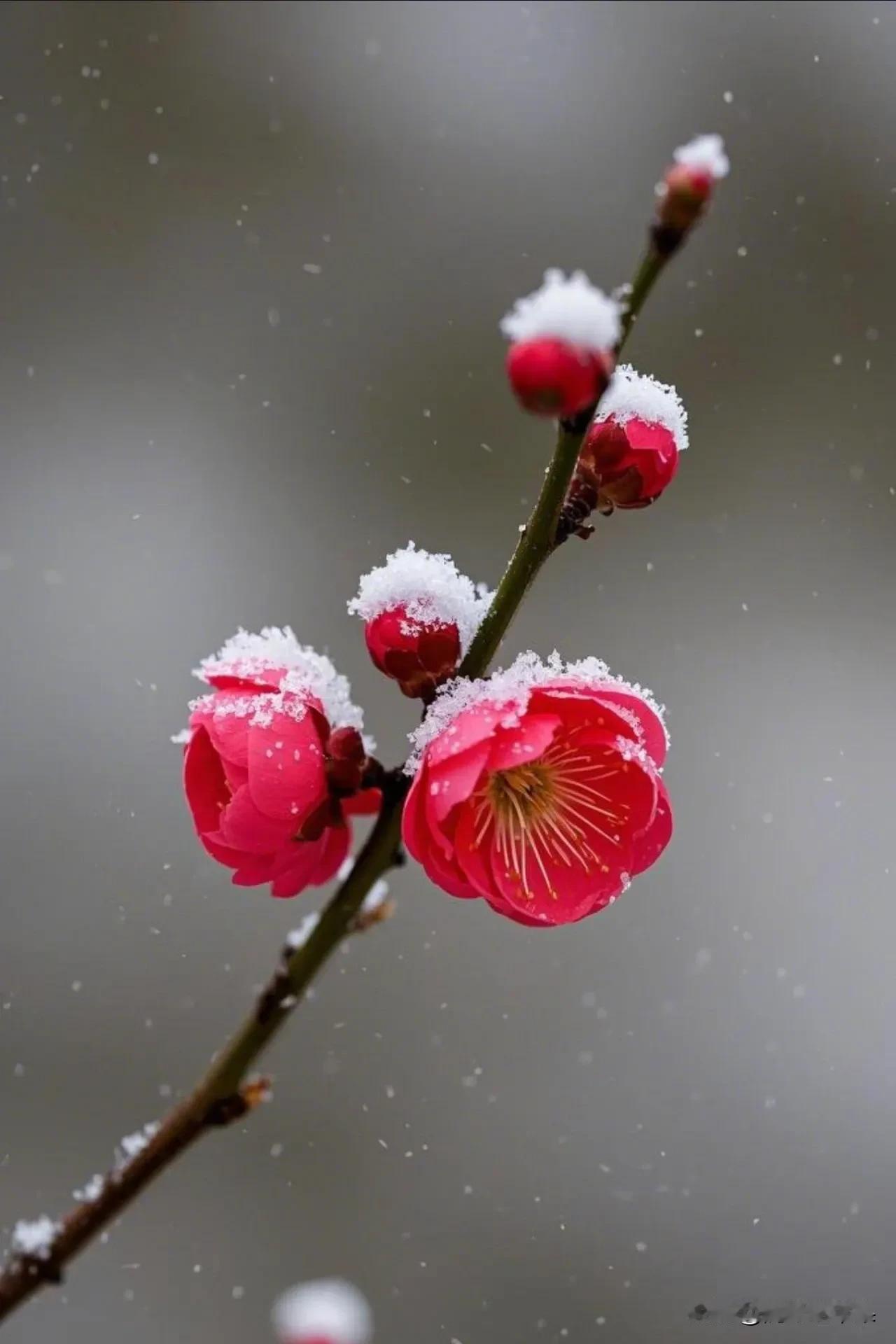 雪花飞舞寒夜里，求下联