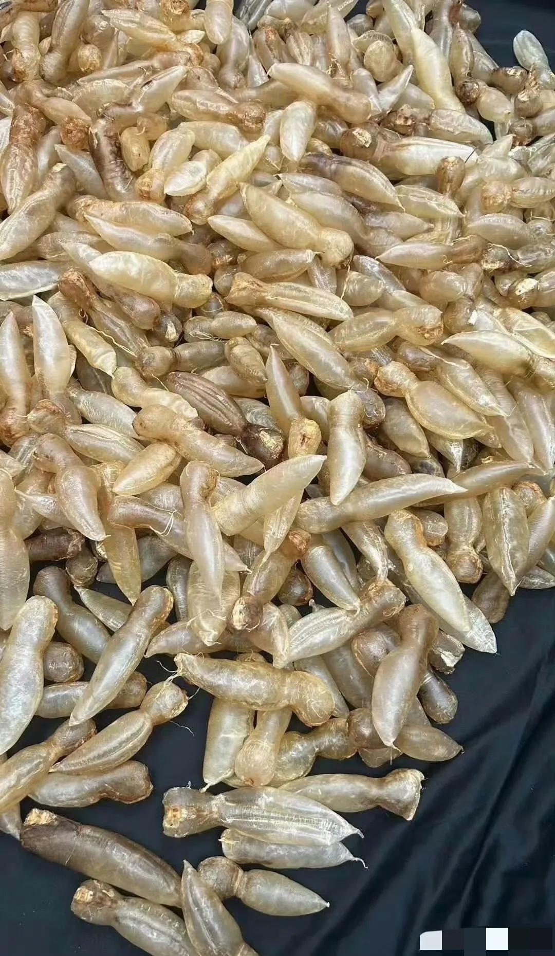 塑料一样这是什么，有人吃过吗？