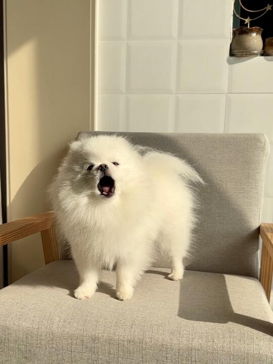 嗷呜~当然啦！
