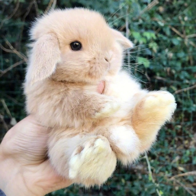 小兔叽 🐰  