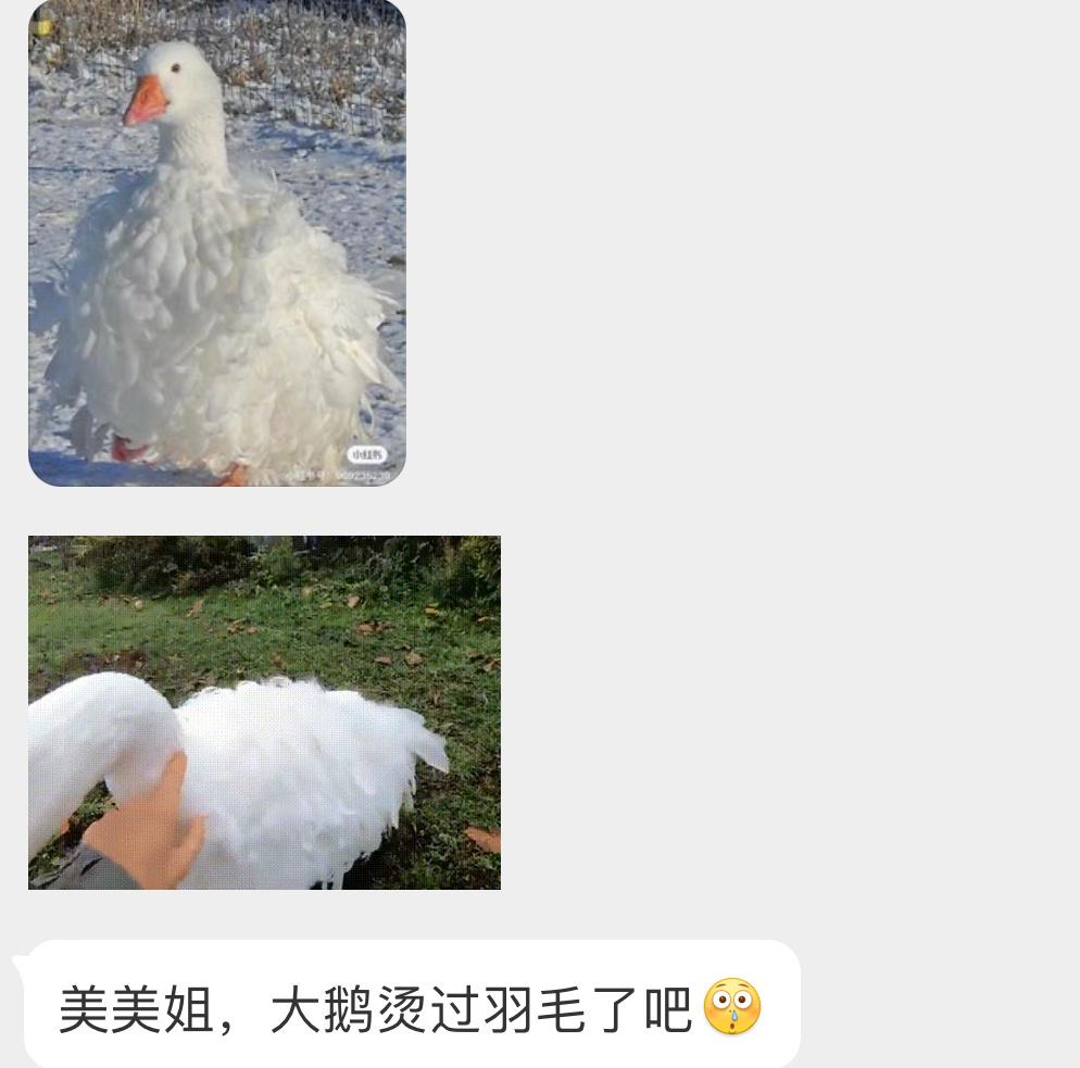 人工培育的塞巴斯托波尔鹅羽毛卷卷的 好好玩 ​​​