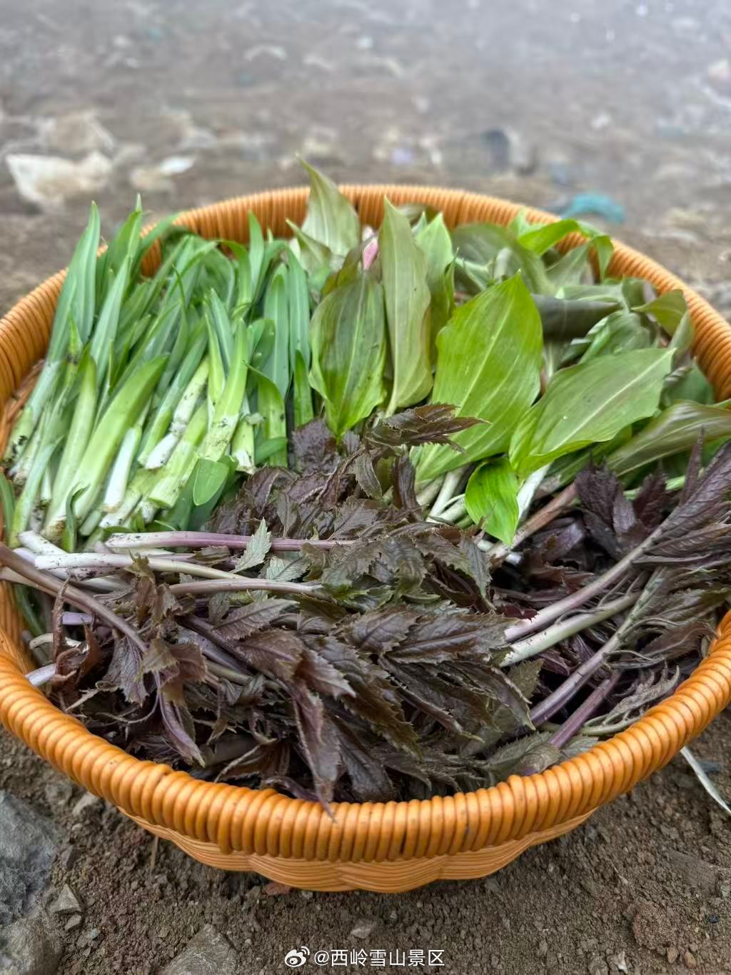 趁着春天到山里趣野映雪酒店最低238元起，春假+清明不加价皇金管家带队挖野菜，让