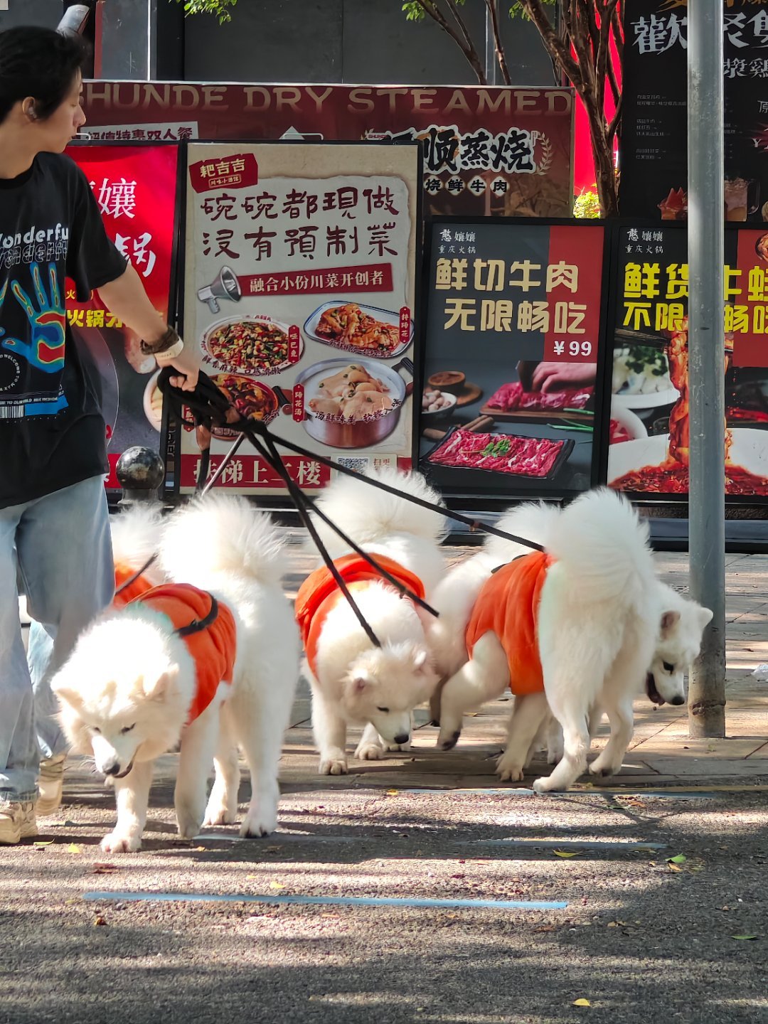 一次遛5只狗属于什么水平 