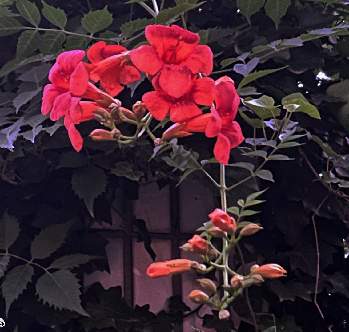 #这是我的心里话##恋爱##人生感悟# 在花开的季节，自有花开的灿烂，芬芳有人赏