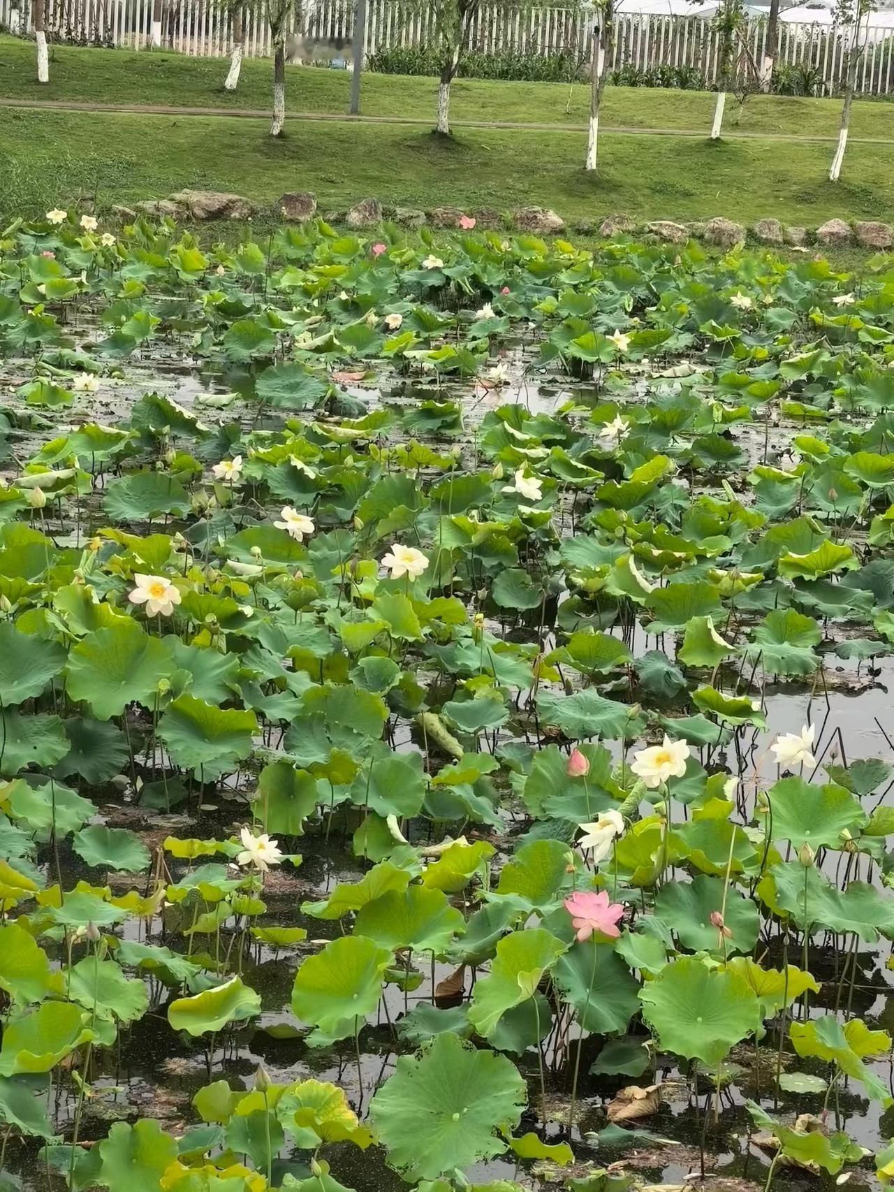 雨来时  似要倾覆整座荷池
雨去后 一池花叶更清澈

荷叶不留水
水也不恋荷叶