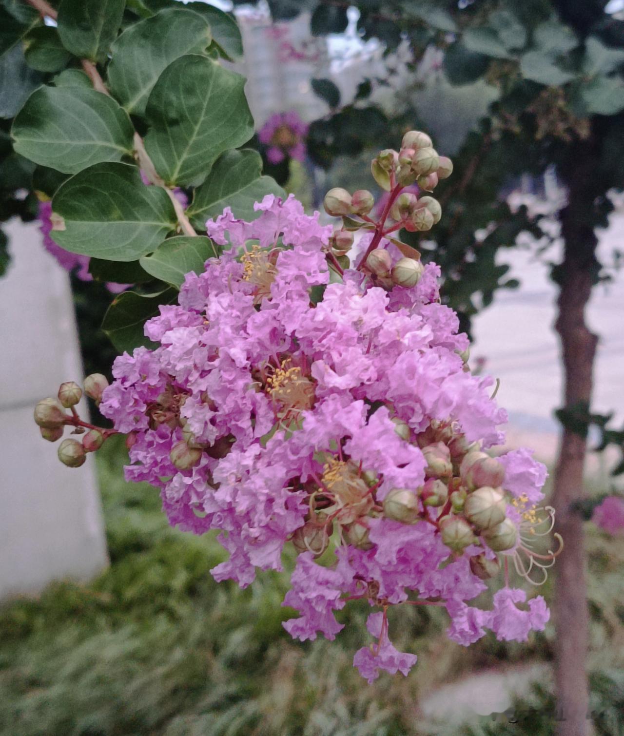 生机勃勃的“百日红”紫薇
——紫薇（学名：Lagerstroemiaindica