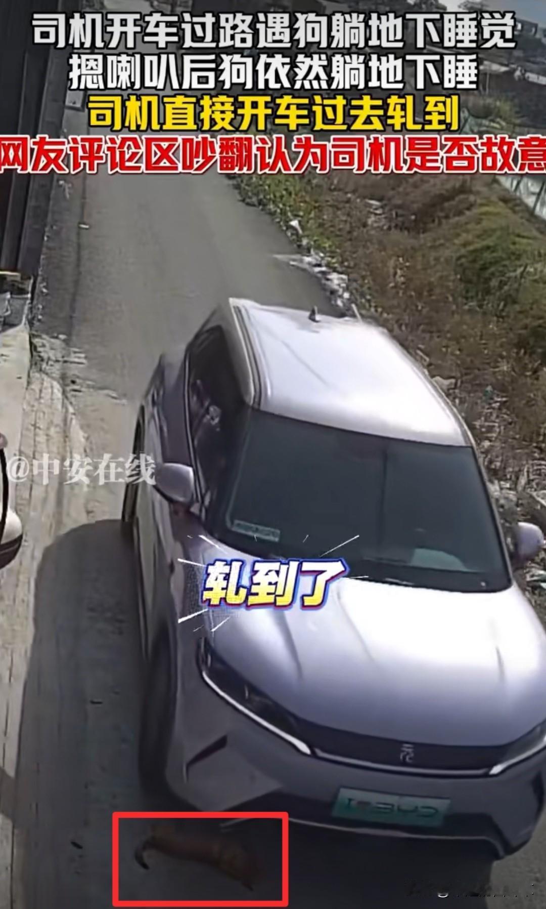 小狗被轧了，不是被车撞的，不是被人赶的，没想到的是，却是被司机鸣笛无效后直接压过